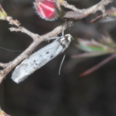 Oecophoridae (family) at Tinderry, NSW - 17 Dec 2022