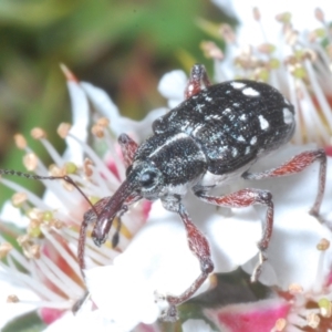 Aoplocnemis sp. (genus) at Tinderry, NSW - 17 Dec 2022