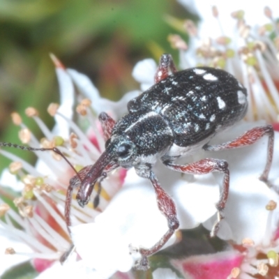 Aoplocnemis sp. (genus) (A weevil) at Tinderry Mountains - 17 Dec 2022 by Harrisi