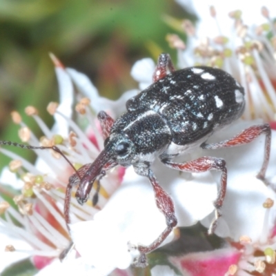 Aoplocnemis sp. (genus) (A weevil) at Tinderry, NSW - 17 Dec 2022 by Harrisi