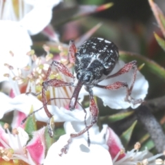 Aoplocnemis sp. (genus) at Tinderry, NSW - suppressed