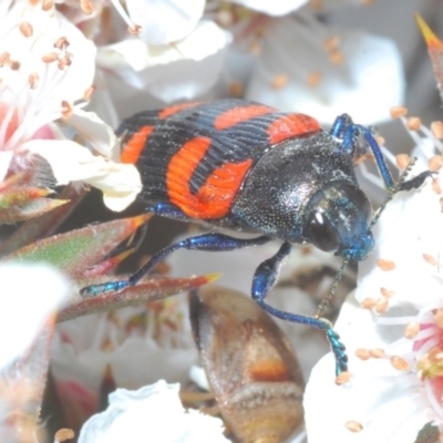 Castiarina thomsoni (A jewel beetle) at Tinderry Mountains - 17 Dec 2022 by Harrisi