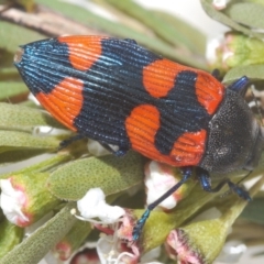 Castiarina thomsoni at Tinderry, NSW - 17 Dec 2022