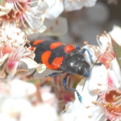 Castiarina thomsoni at Tinderry, NSW - 17 Dec 2022