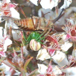 Australomisidia rosea at Tinderry, NSW - suppressed