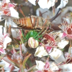 Australomisidia rosea at Tinderry, NSW - 17 Dec 2022