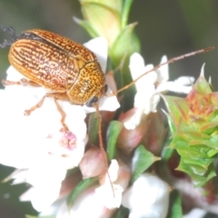 Cadmus sp. (genus) (Unidentified Cadmus leaf beetle) at Tinderry, NSW - 17 Dec 2022 by Harrisi