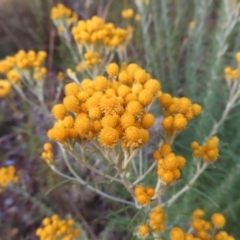 Chrysocephalum semipapposum (Clustered Everlasting) at Red Hill Nature Reserve - 16 Dec 2022 by MatthewFrawley