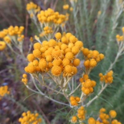 Chrysocephalum semipapposum (Clustered Everlasting) at Red Hill, ACT - 16 Dec 2022 by MatthewFrawley