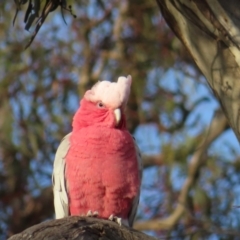 Eolophus roseicapilla (Galah) at Red Hill, ACT - 17 Dec 2022 by MatthewFrawley