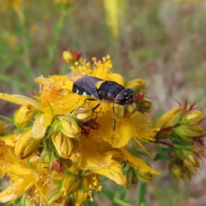 Odontomyia hunteri at Red Hill, ACT - 17 Dec 2022