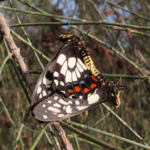 Papilio anactus at Red Hill, ACT - 17 Dec 2022 06:59 AM