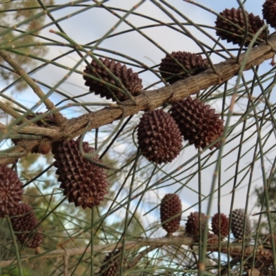 Allocasuarina verticillata (Drooping Sheoak) at Red Hill, ACT - 16 Dec 2022 by MatthewFrawley