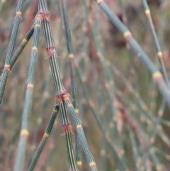 Allocasuarina verticillata at Red Hill, ACT - 17 Dec 2022