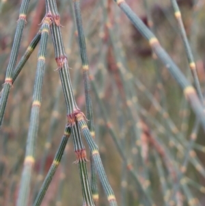 Allocasuarina verticillata at Red Hill, ACT - 17 Dec 2022 07:07 AM