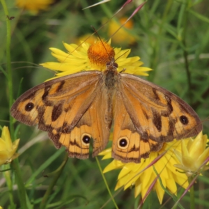 Heteronympha merope at Red Hill, ACT - 17 Dec 2022 07:15 AM