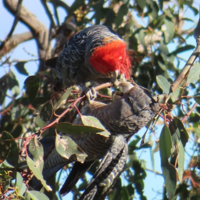 Callocephalon fimbriatum (Gang-gang Cockatoo) at Red Hill Nature Reserve - 16 Dec 2022 by MatthewFrawley