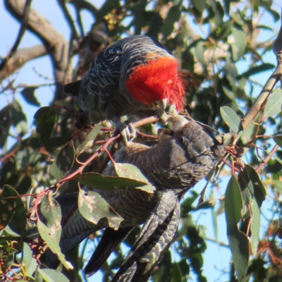 Callocephalon fimbriatum (Gang-gang Cockatoo) at Deakin, ACT - 17 Dec 2022 by MatthewFrawley