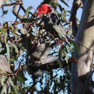 Callocephalon fimbriatum at Deakin, ACT - 17 Dec 2022