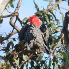 Callocephalon fimbriatum at Deakin, ACT - 17 Dec 2022