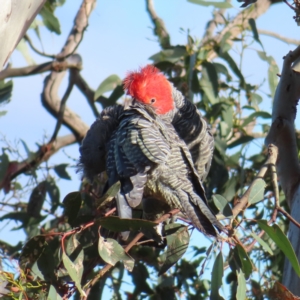 Callocephalon fimbriatum at Deakin, ACT - 17 Dec 2022