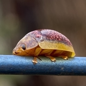 Paropsisterna decolorata at Bundanoon, NSW - 29 Nov 2021