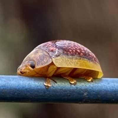 Paropsisterna decolorata (A Eucalyptus leaf beetle) at Wingecarribee Local Government Area - 29 Nov 2021 by GlossyGal