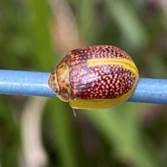 Paropsisterna decolorata at Bundanoon, NSW - 29 Nov 2021