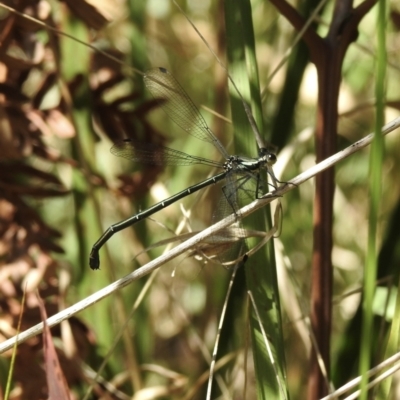 Austroargiolestes icteromelas icteromelas (Common Flatwing) at Thirlmere, NSW - 2 Nov 2022 by GlossyGal