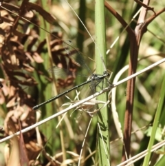 Austroargiolestes icteromelas icteromelas at Thirlmere, NSW - 2 Nov 2022