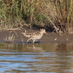 Gallinago hardwickii (Latham's Snipe) at Wodonga, VIC - 18 Dec 2022 by KylieWaldon