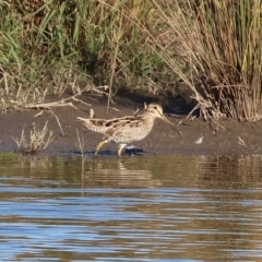 Gallinago hardwickii (Latham's Snipe) at Wodonga - 17 Dec 2022 by KylieWaldon