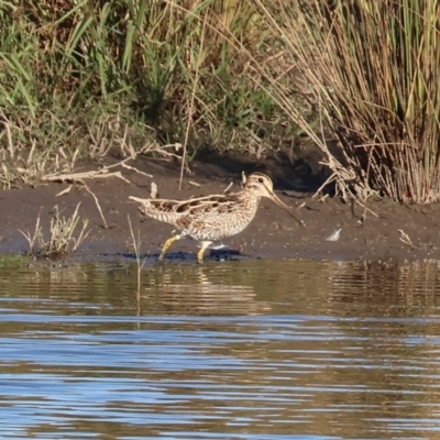 Gallinago hardwickii (Latham's Snipe) at Wodonga, VIC - 18 Dec 2022 by KylieWaldon