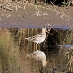 Gallinago hardwickii at Wodonga, VIC - 18 Dec 2022 07:27 AM