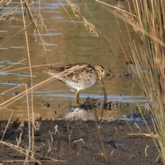 Gallinago hardwickii at Wodonga, VIC - 18 Dec 2022 07:27 AM