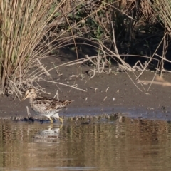 Gallinago hardwickii at Wodonga, VIC - 18 Dec 2022 07:27 AM