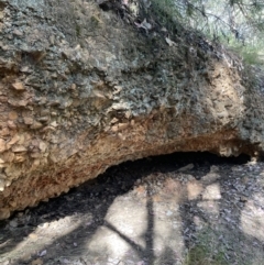 Unidentified Fossil / Geological Feature (TBC) at Mount Jerrabomberra  - 17 Dec 2022 by Mavis