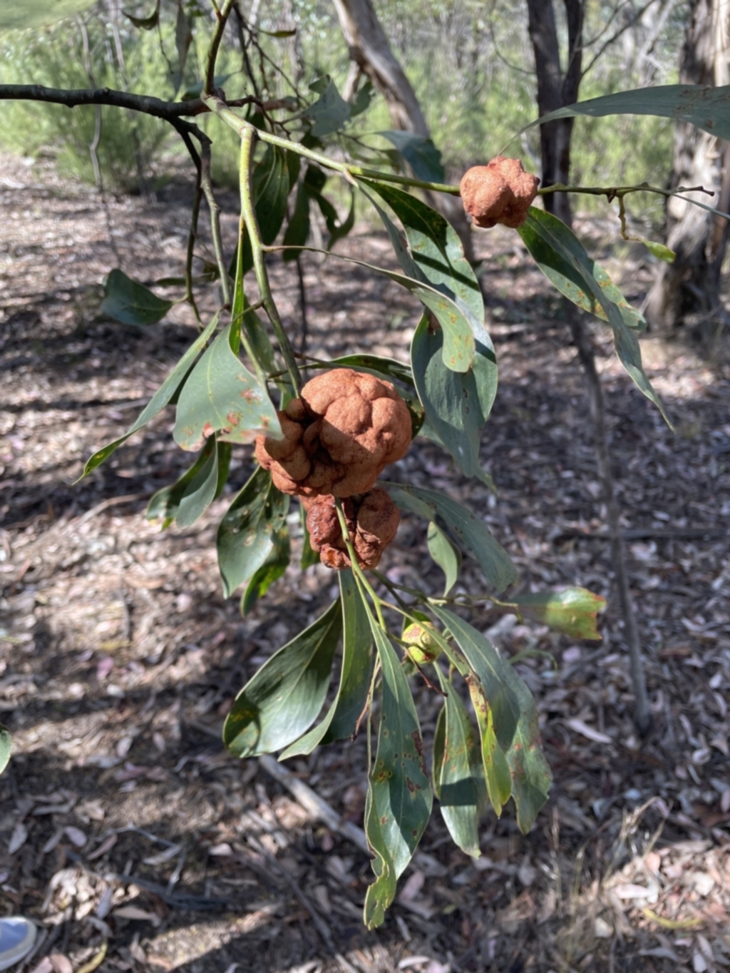 Uromycladium sp. at Jerrabomberra, NSW - 18 Dec 2022