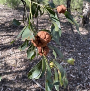 Uromycladium sp. at Jerrabomberra, NSW - 18 Dec 2022