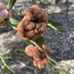 Uromycladium (genus) at Jerrabomberra, NSW - 18 Dec 2022 09:09 AM