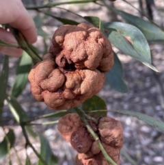 Uromycladium (genus) at Jerrabomberra, NSW - 18 Dec 2022 09:09 AM