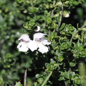 Prostanthera cuneata at Thredbo, NSW - 13 Dec 2022 09:59 AM