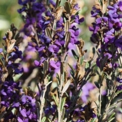 Hovea montana (Alpine Hovea) at Kosciuszko National Park, NSW - 13 Dec 2022 by RAllen