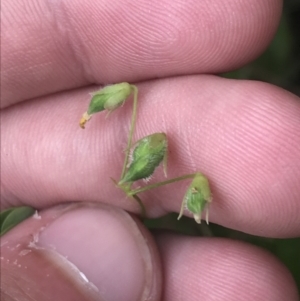 Oxalis rubens at Depot Beach, NSW - 30 Nov 2022