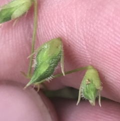 Oxalis rubens at Depot Beach, NSW - 30 Nov 2022