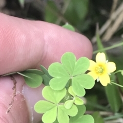 Oxalis rubens at Depot Beach, NSW - 30 Nov 2022