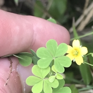 Oxalis rubens at Depot Beach, NSW - 30 Nov 2022 12:34 PM