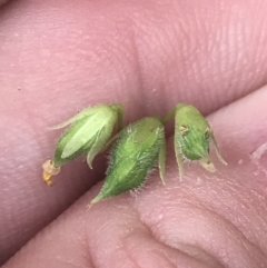 Oxalis rubens at Depot Beach, NSW - 30 Nov 2022 12:34 PM