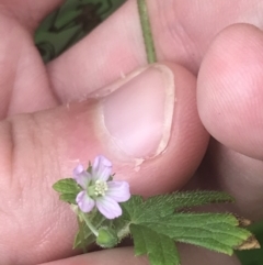 Geranium gardneri (Rough Crane's-Bill) at Depot Beach Bushcare - 30 Nov 2022 by Tapirlord