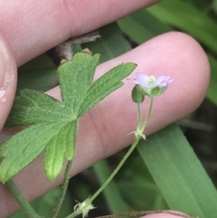 Geranium gardneri at Depot Beach, NSW - 30 Nov 2022